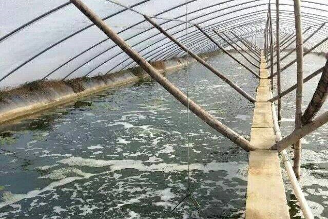 小棚虾解决方案